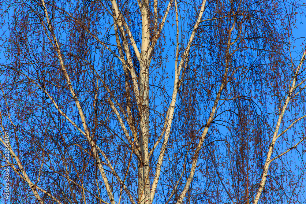 Naked birch in winter against the background of blue sky Naked birch in winter against the background of blue sky