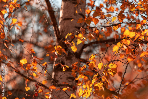 Birches in the forest in autumn as a background © schankz