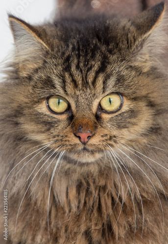Portrait of a Maine Coon cat in nature