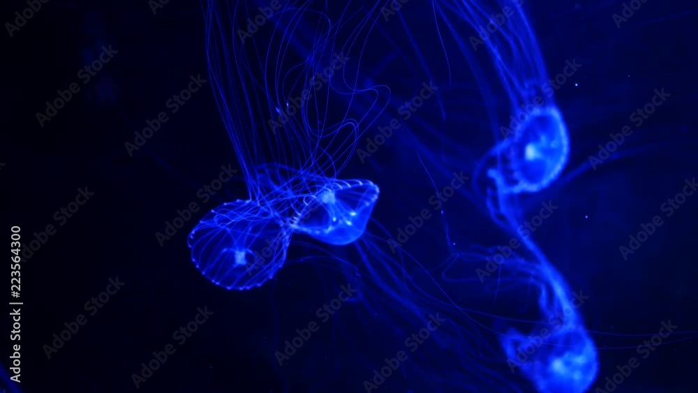 Close-up Jellyfish, Medusa in fish tank with neon light. Jellyfish is free-swimming marine coelenterate with a jellylike bell- or saucer-shaped body that is typically transparent. Close-up Jellyfish, Medusa in fish tank with neon light. Jellyfish is free-swimming marine coelenterate with a jellylike bell- or saucer-shaped body that is typically transparent.