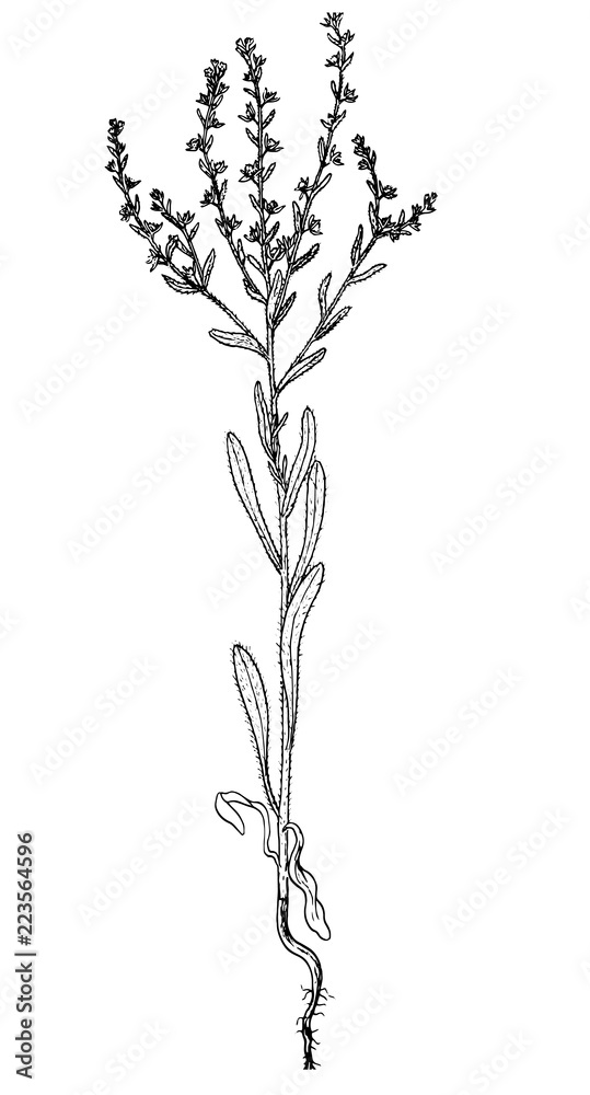 lappula consaquinea botanical sketch