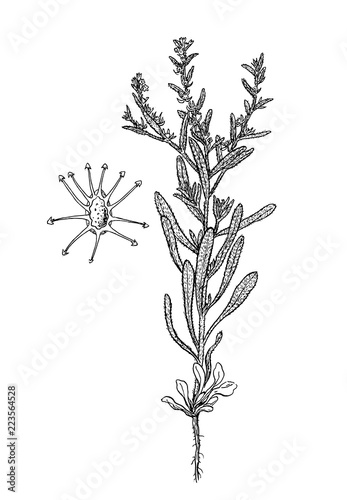lappula patula botanical illustration