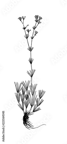 Galium companulatium handdrawn illustration photo