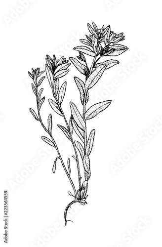 Buglossoides czernjatvii botanical sketch photo