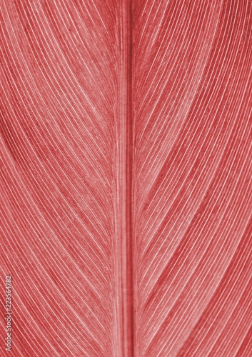 red leaf texture background - closeup