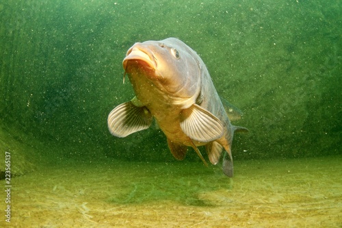 Carp photo