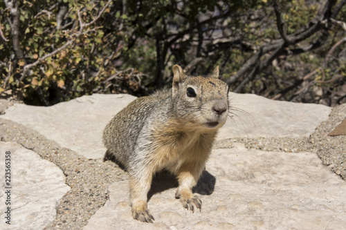 Squirrel looking for a treat