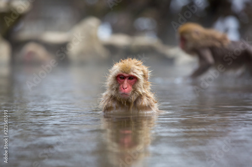macaque monkey in a bath in japan