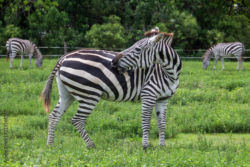 Zebras on a safari in South Florida