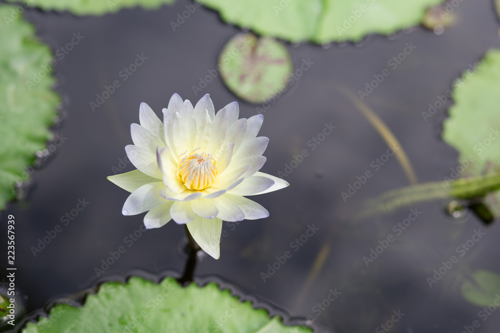 Yellow lotus