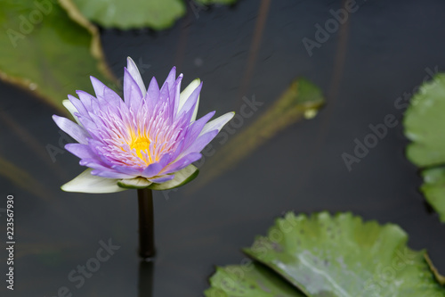 violet lotus