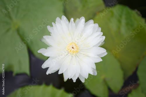 White lotus