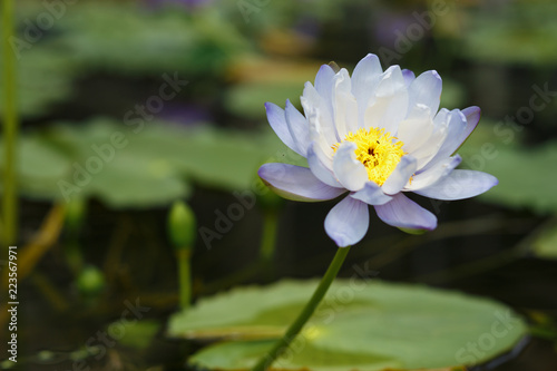 Blue Lotus