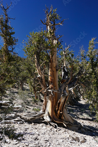 Φωτογραφία An ancient Great Basin Bristlecone Pine tree, thousands of years old and still living at high altitude on rocky ground and extreme conditions in the White Mountains of California
