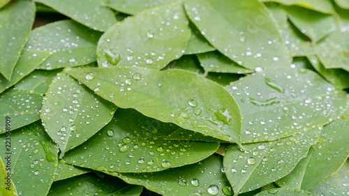 star gooseberry leaf on top view texture background