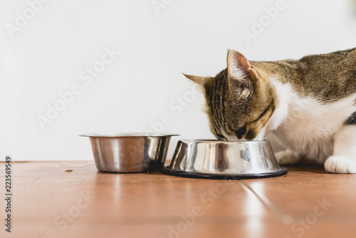 Cat eating from his bowl on the ground.