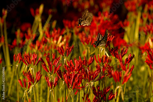 cluster amaryllis photo