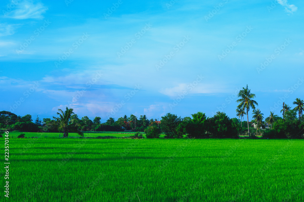 Rice fields are filled with green rice, with the sky and clouds as back ground Rice fields are filled with green rice, with the sky and clouds as back ground