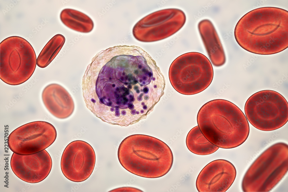 Basophil, a white blood cell, 3D illustration. Basophils are