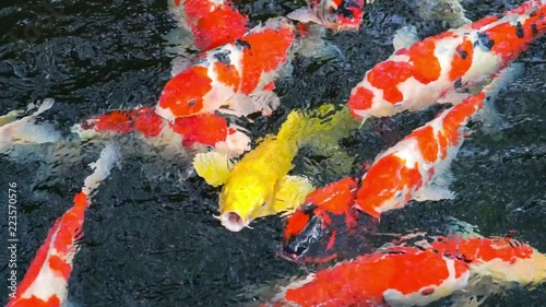 colored Japanese carp