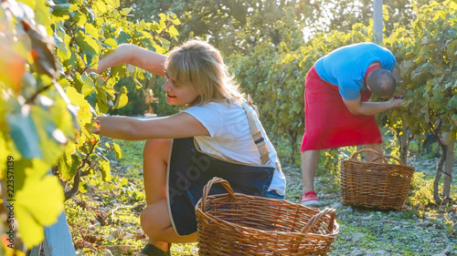 Farmers vinedressers harvesting grape crop at small family organic vineyard photo