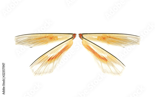 3d Illustration Wings of Insect isolate on White Background with Clipping Path.