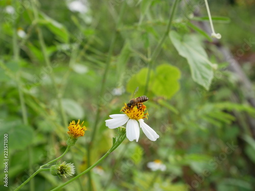 bee on flower © amonphan