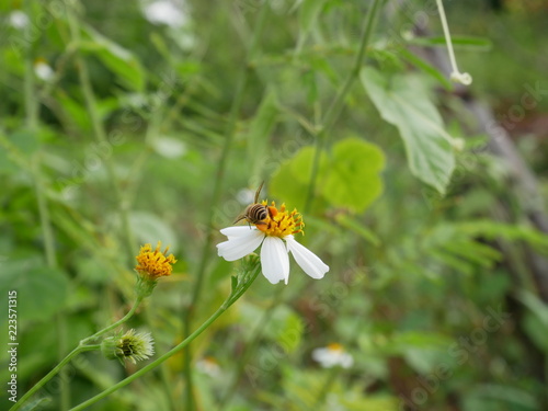 bee on flower © amonphan