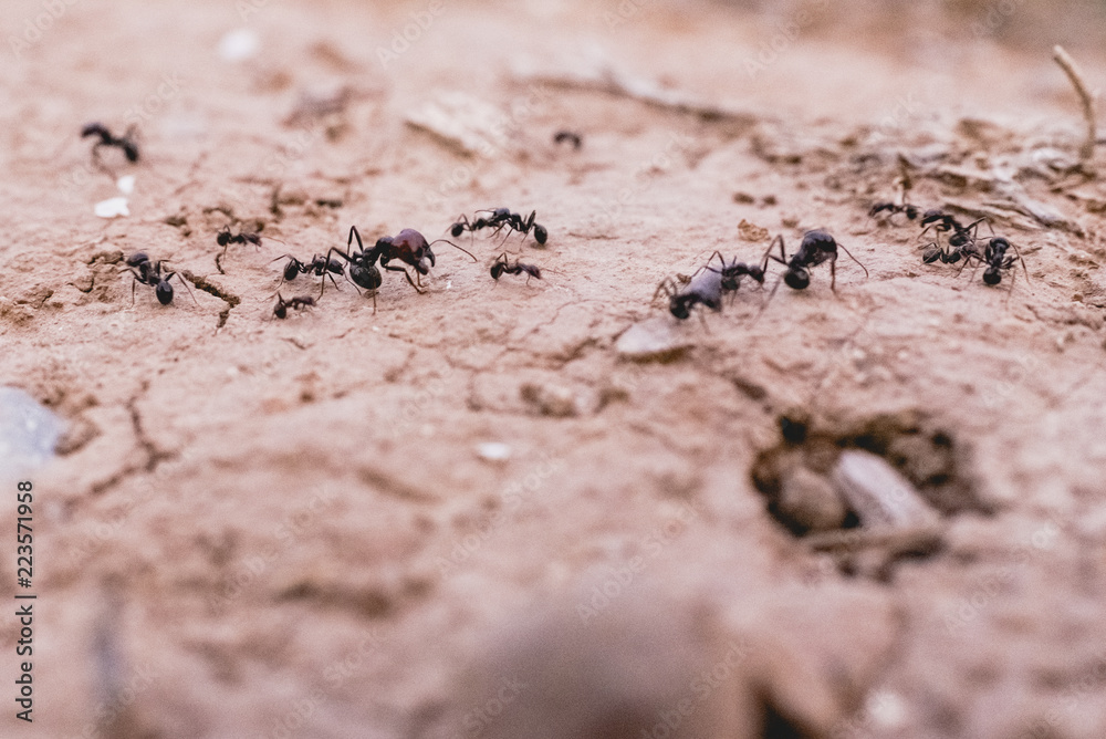 Ants in a row walking looking for food. Ants in a row walking looking for food.