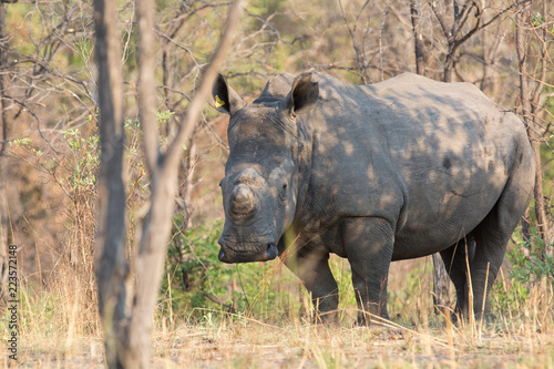 rhino in africa waking around