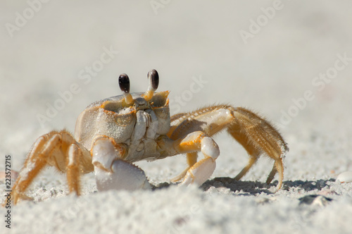 A semiterrestrial ghost crab (Ocypodinae arthropods) walks through the sand along Wiggins Pass, Florida. It is also sometimes known as a sand crab. photo