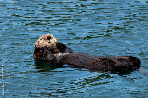 A sea otter with brown fur floating on its back with its paws on either side of its cute face in the waters off Seldovia, Alaska.