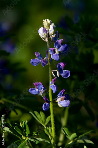 Wallpaper Mural A closeup of a purple lupine wildflower (Lupinus nootkatensis) in Alaska. These flowers grow wild in Alaska, making hillsides turn a vibrant purple. Torontodigital.ca