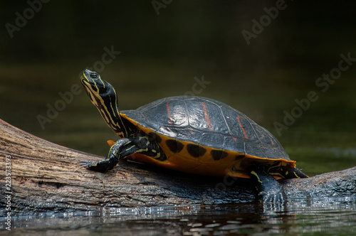 A Florida red-bellied cooter turtle, basking in the sun on a log in Juniper Springs, Florida.