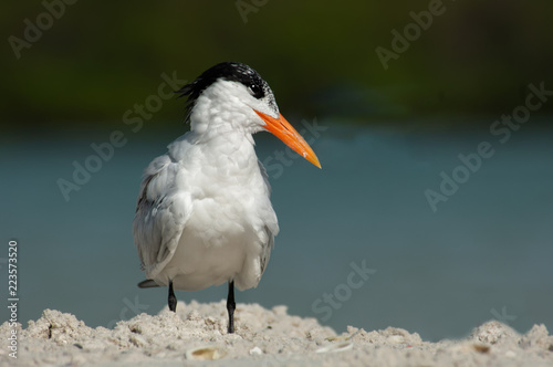 Wallpaper Mural A common tern (Thalasseus maximus) with non-breeding plumage poses on a sandbar at Wiggins Pass, Florida, with a soft bokeh background of water and mangroves. Torontodigital.ca