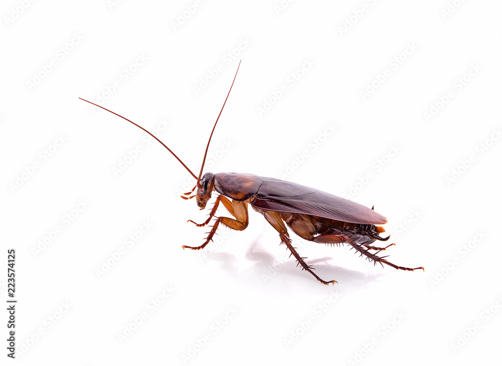 close-up cockroach isolated on a white background close-up cockroach isolated on a white background