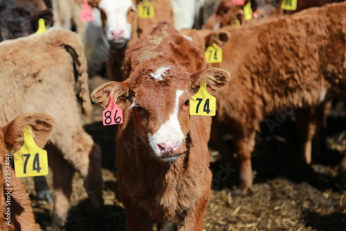 Portrait of a red brockle face calf photo