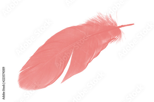 coral pink feather on white background 