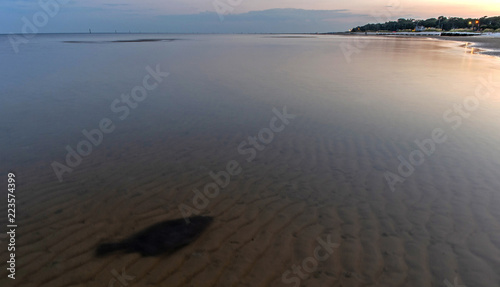 Fotografia Flounder at Low Tide