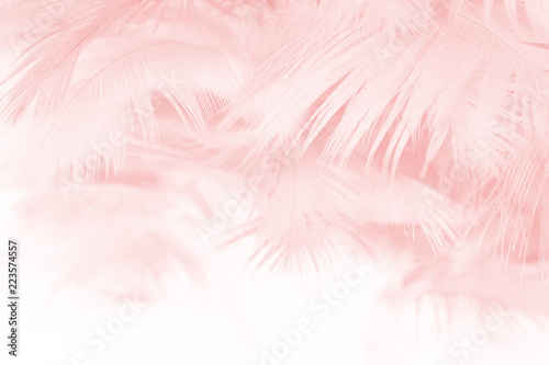 Fototapeta Naklejka Na Ścianę i Meble -  Coral Pink vintage color trends feather texture background 