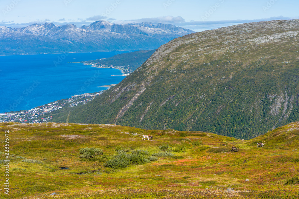 Naklejka premium View of the mountains and hills around Tromso with grazing herd of reindeer. Norway