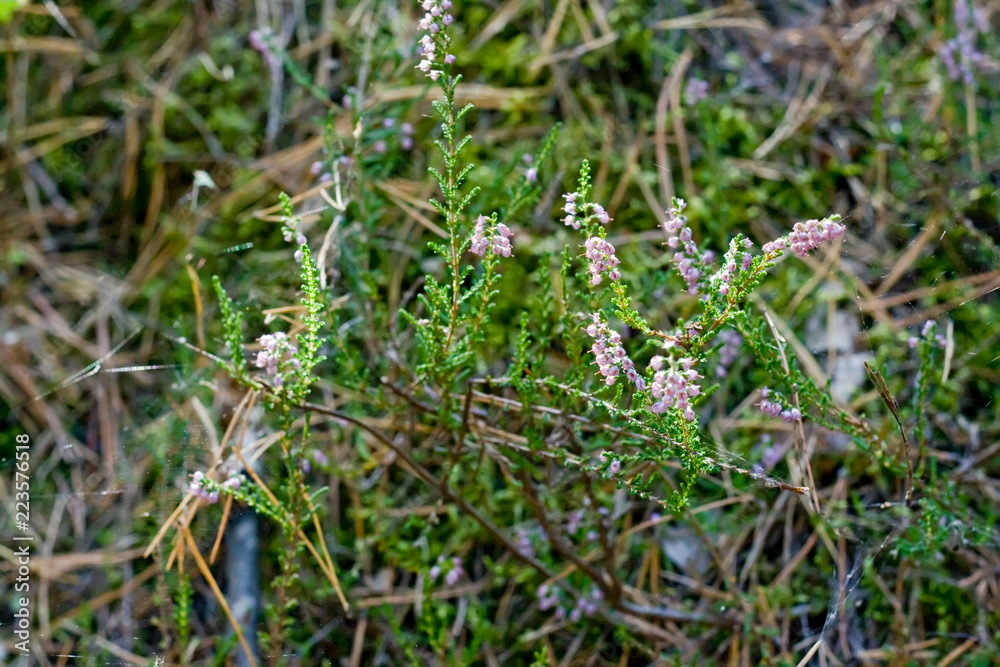 Flowering heather in the forest