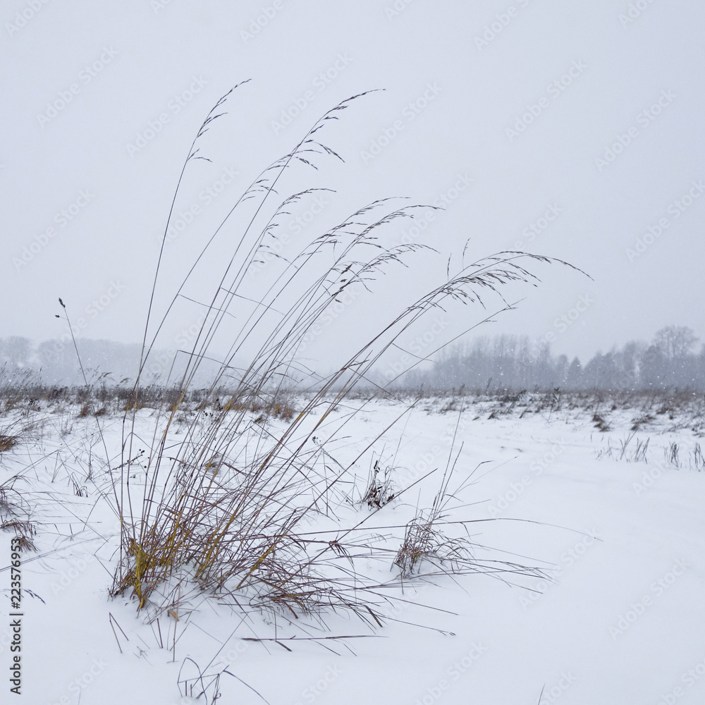 Fototapeta premium grass in snow