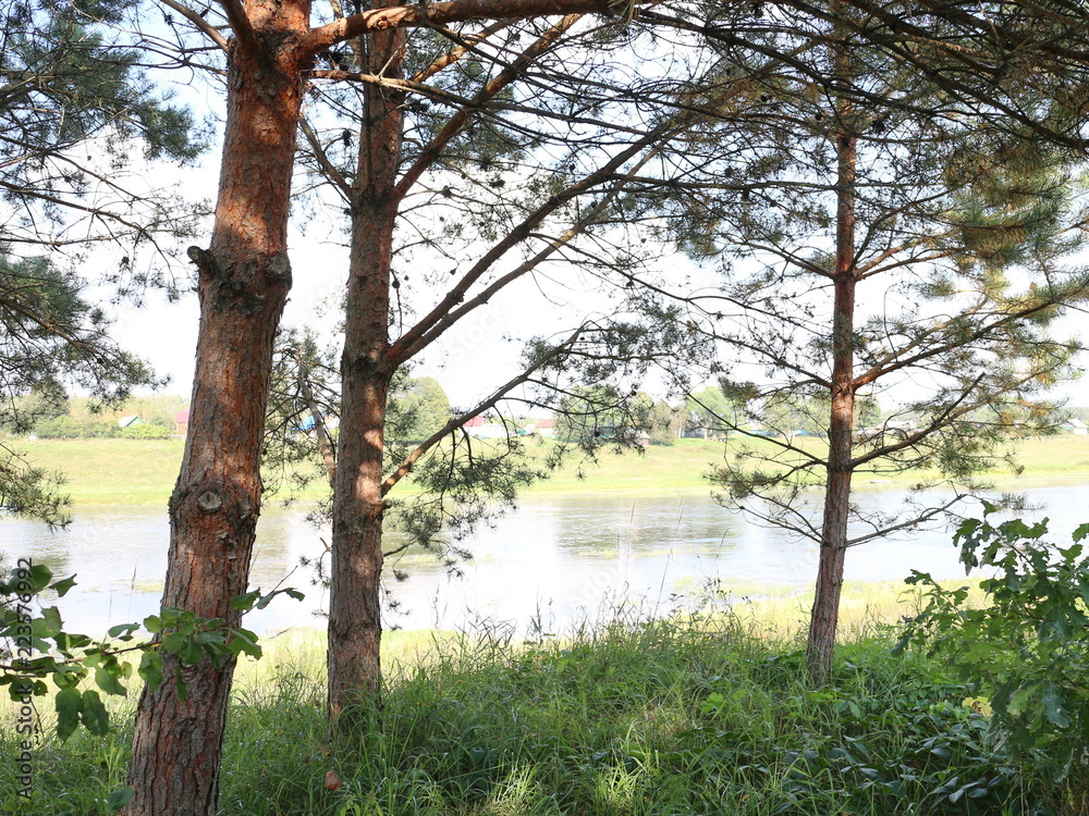 view of the river through the trees view of the river through the trees