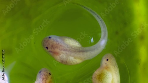 Developing tadpoles of a glass frog (Espadarana sp.) from the Cordillera del Condor in southern Ecuador. The tadpoles will drop fully formed into a stream below. photo