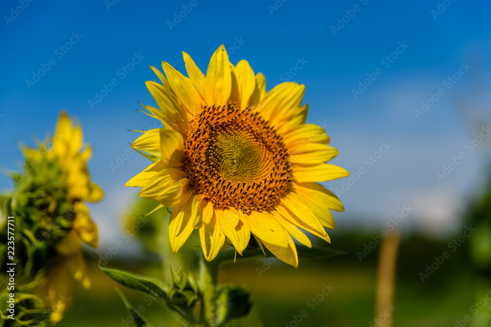 Sunflower in a garden on summer day Sunflower in a garden on summer day