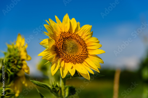 Fototapeta Naklejka Na Ścianę i Meble -  Sunflower in a garden on summer day