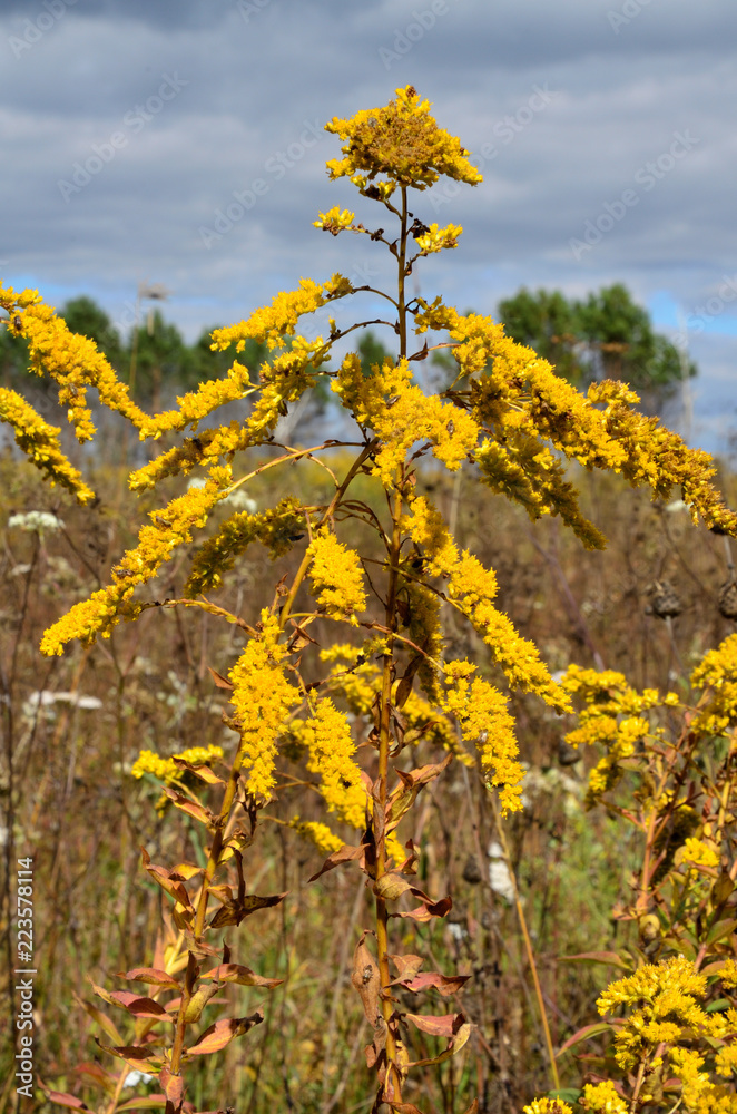 yellow wildflowers close-up