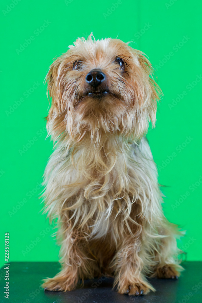 dog, breed yorkshire Terrier heavily laden dog, breed yorkshire Terrier heavily laden