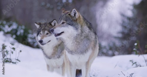 Portrait of wounded alpha in a wolf pack